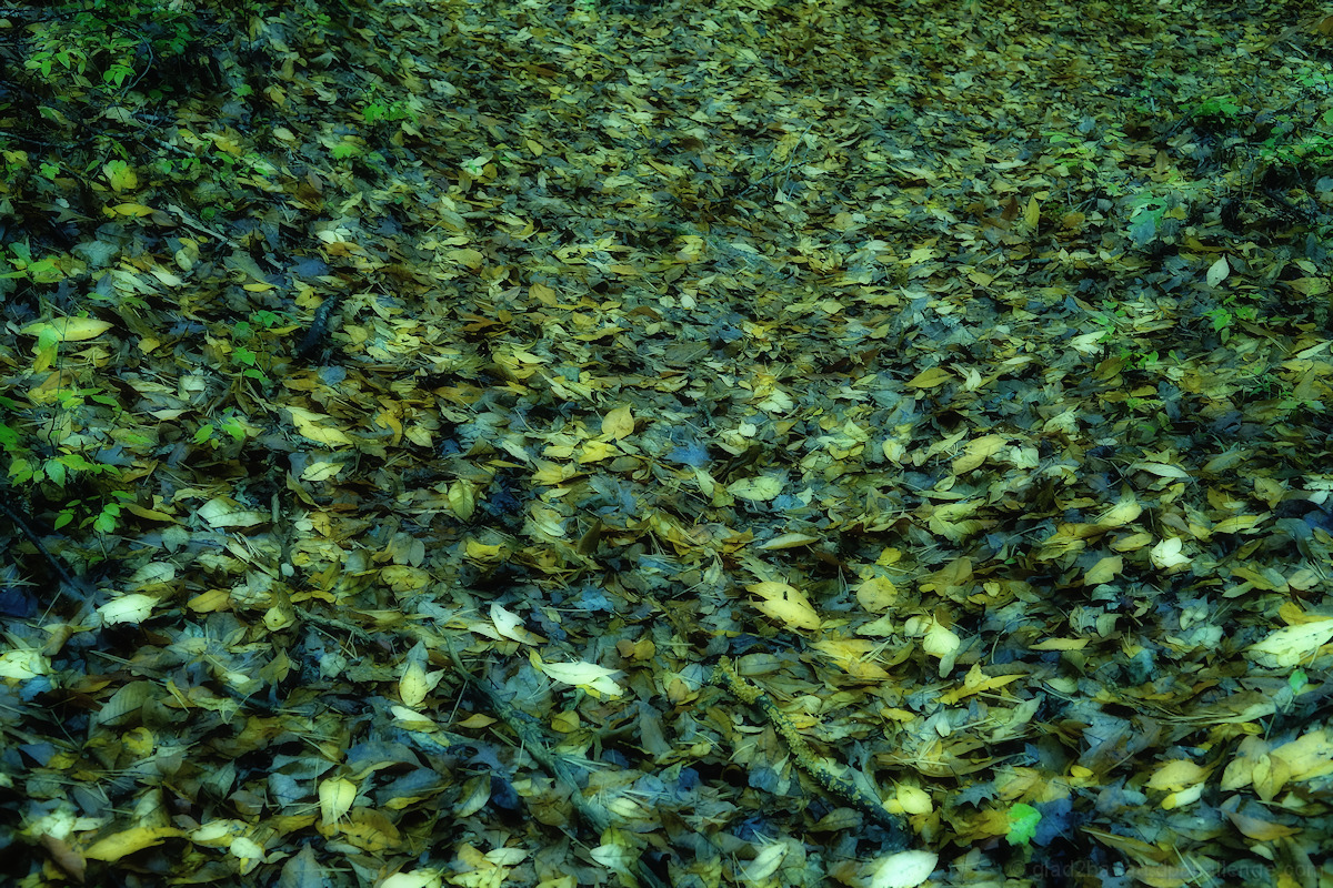 Carpet of Wet Leaves