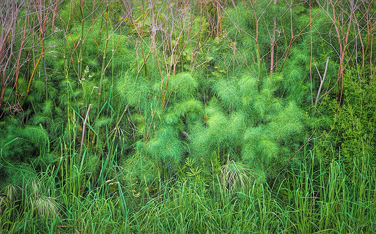 Feather-soft amidst the rough.