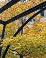 AutumnGrid-Gold_sm