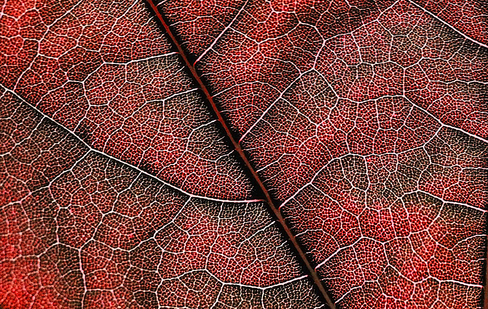 Maple Leaf in Fall