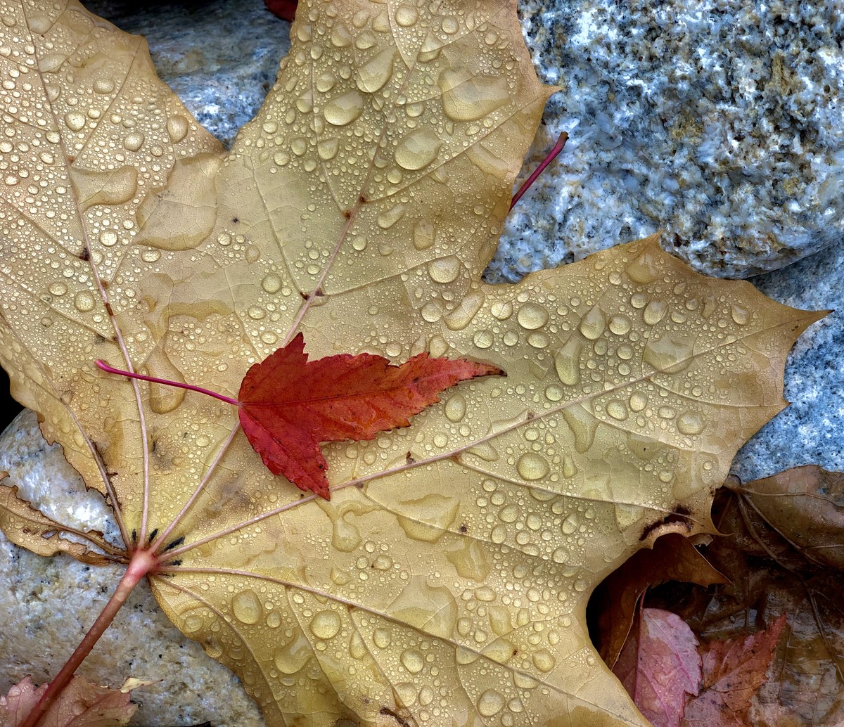 Autumn Rain