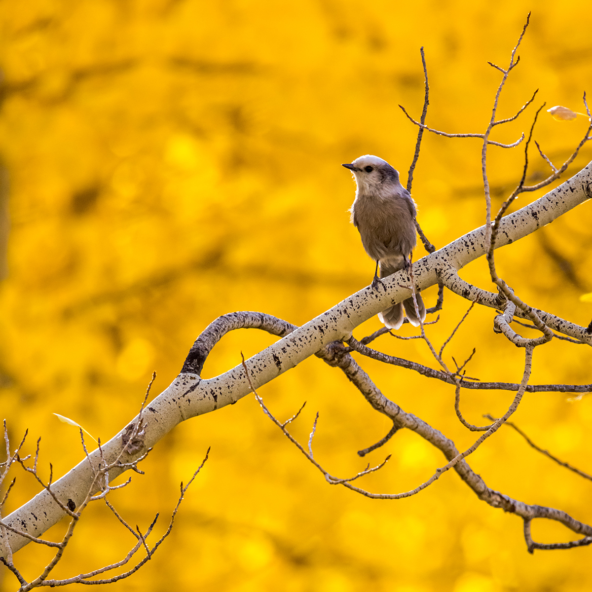 Among the Aspens