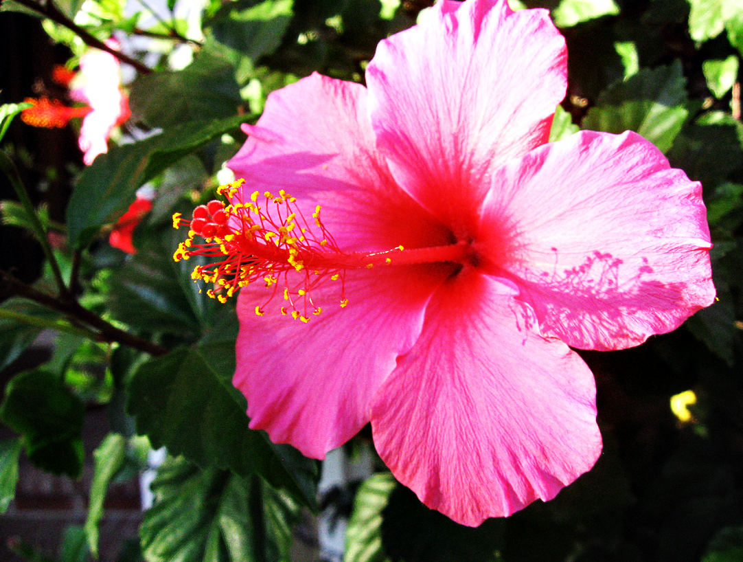 Pink Hibiscus