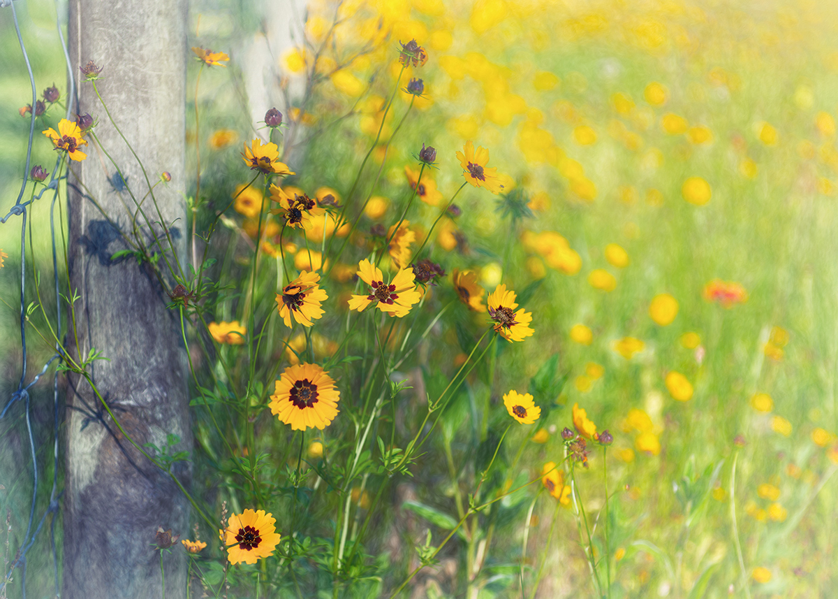 Coreopsis