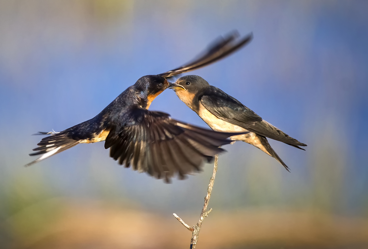 Evening Feeding