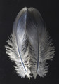 feather