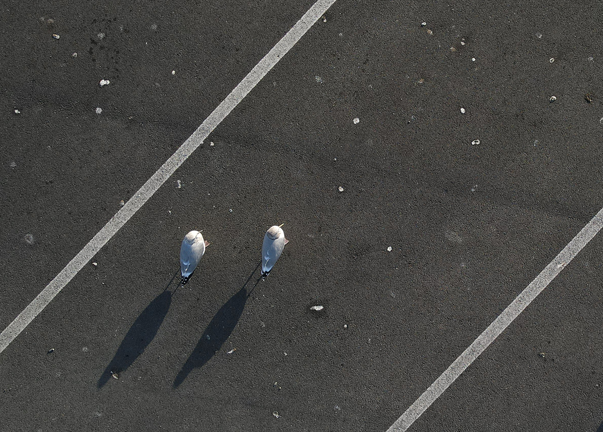 Cloning