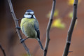 Eurasian blue tit