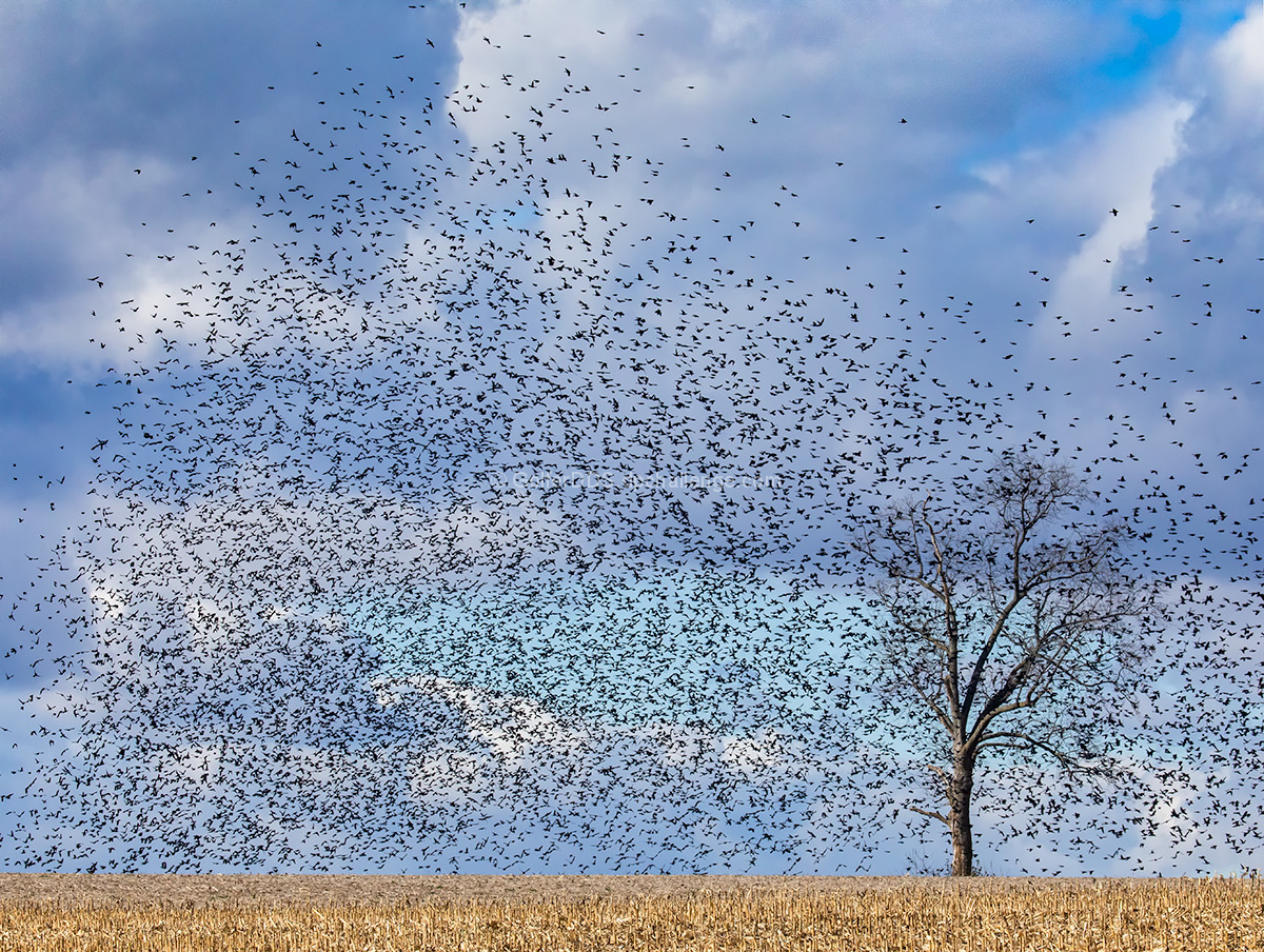 These Birds Are Known For a Behavior Called Murmuration 