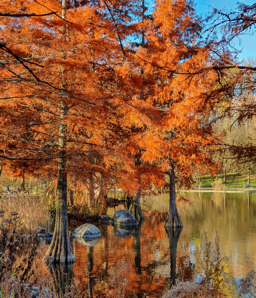 What is a decidous conifer adapted to swampy soil and known for russet-red fall colors?