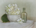 Hydrangea Elixir