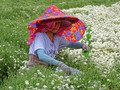 Chrysanthemum harvest