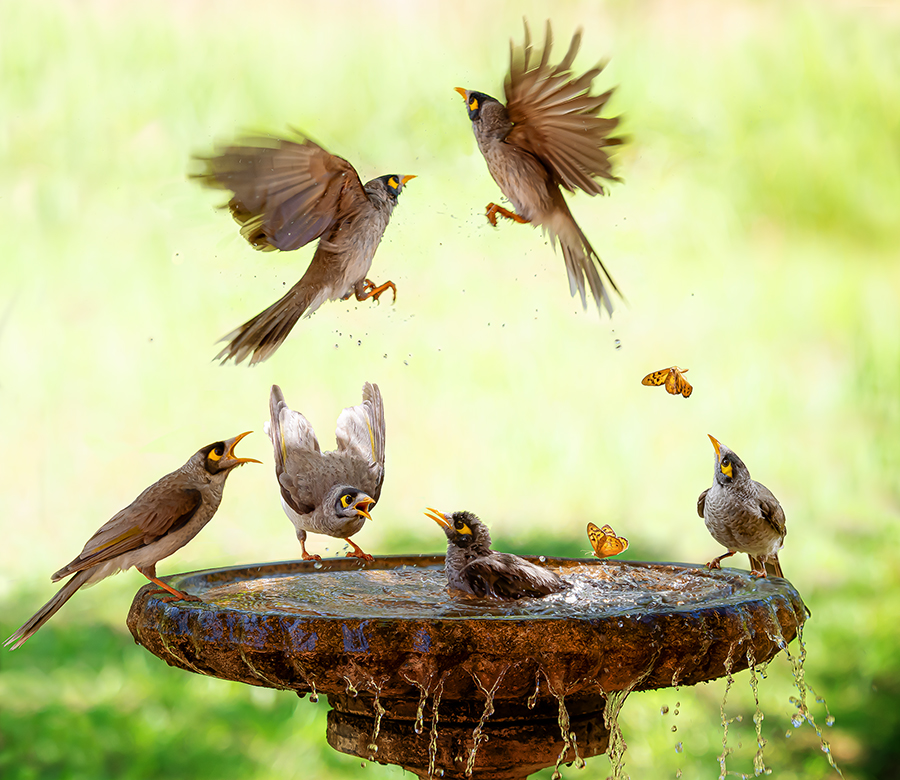 Birdbath Shenanigans!
