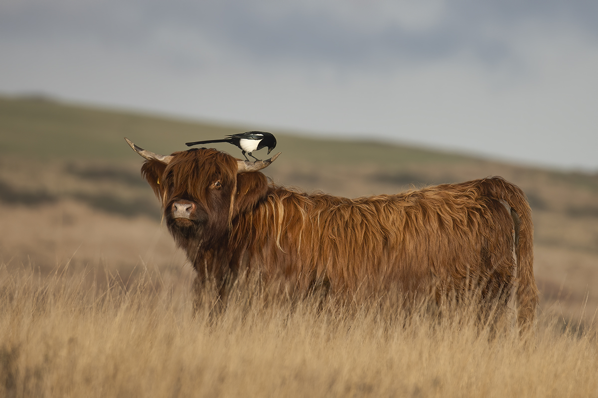 The cow and the magpie