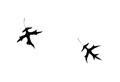 Ninja Leaves