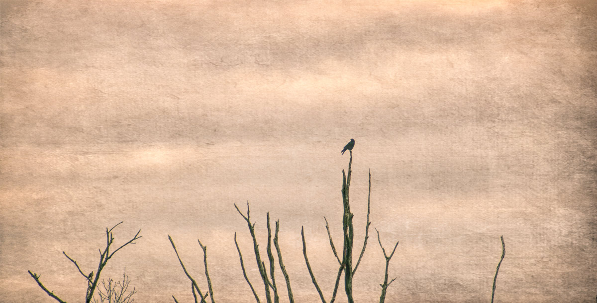 Free as a bird