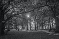 Stroll in the Park
