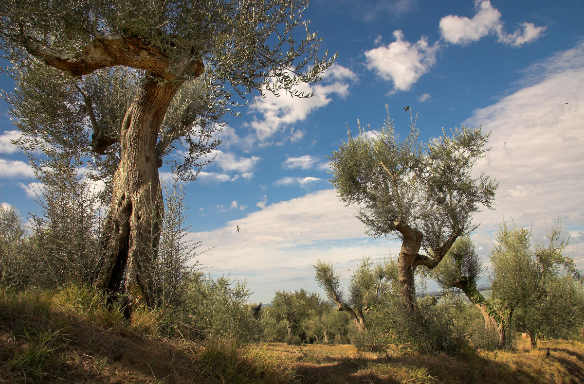 summer in tuscany