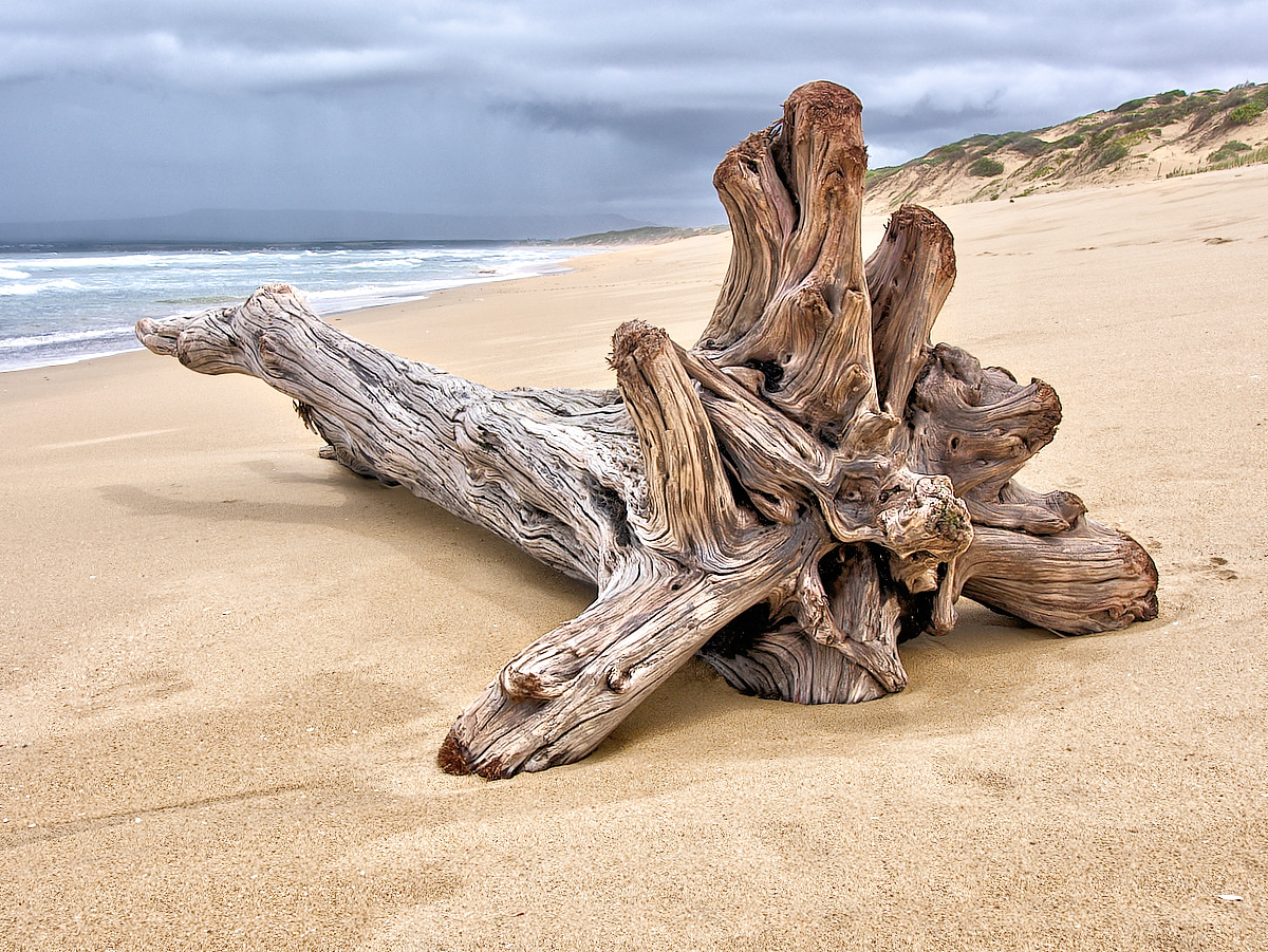 Old Beached Stump All Washed Up 