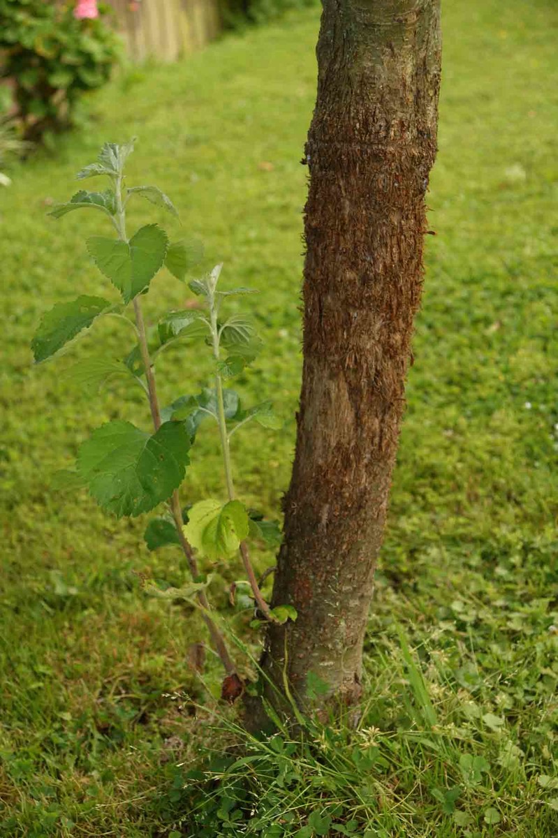 Ring Barked by our cat,this tree is recovering and is bearing  fruit