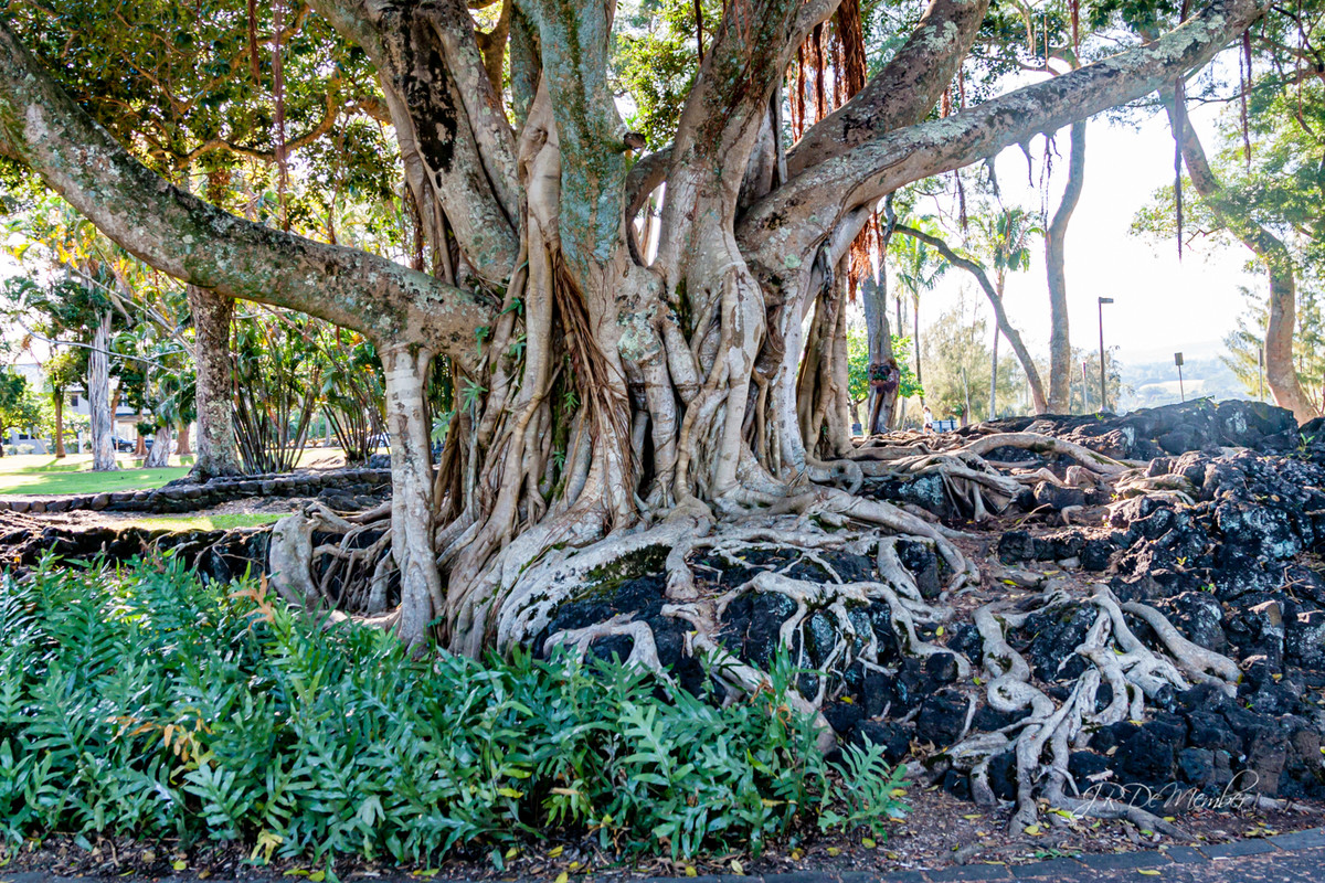 Tree in Lava