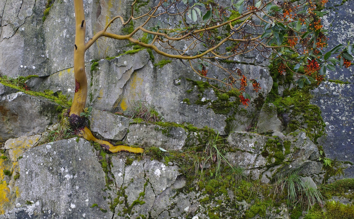 Arbutus menziesii