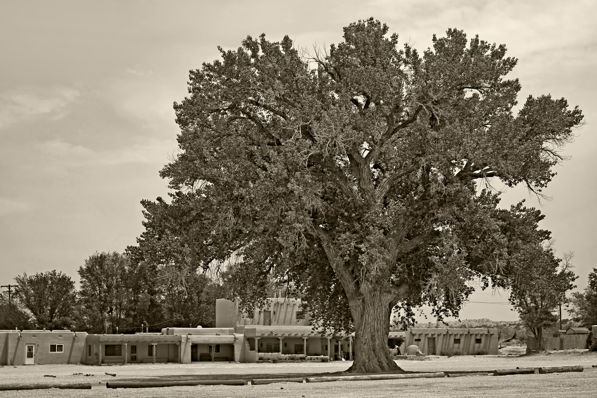 Cottonwood at San Ildefonso