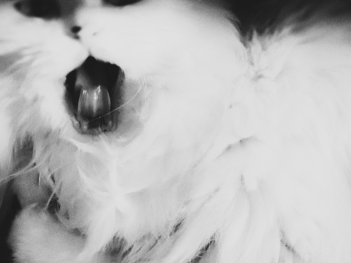 curl