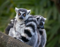 Lemur Pile