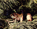 pine, english sparrows