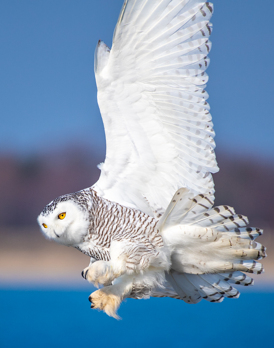 Snowy Takes Flight