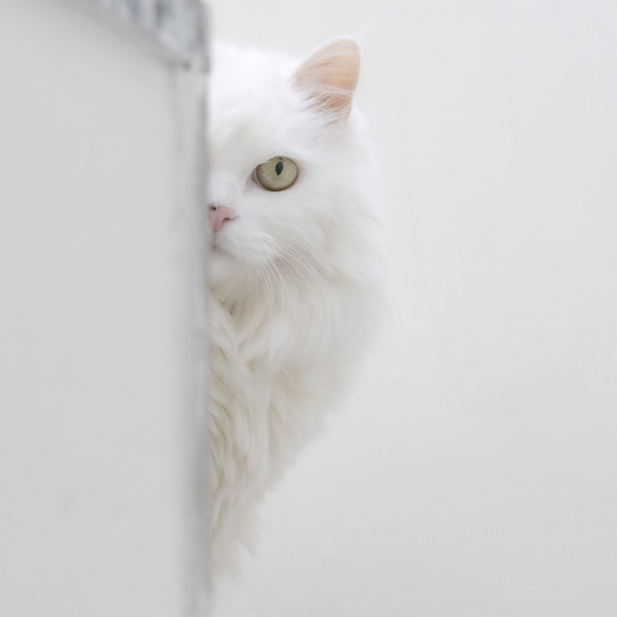 Snowy