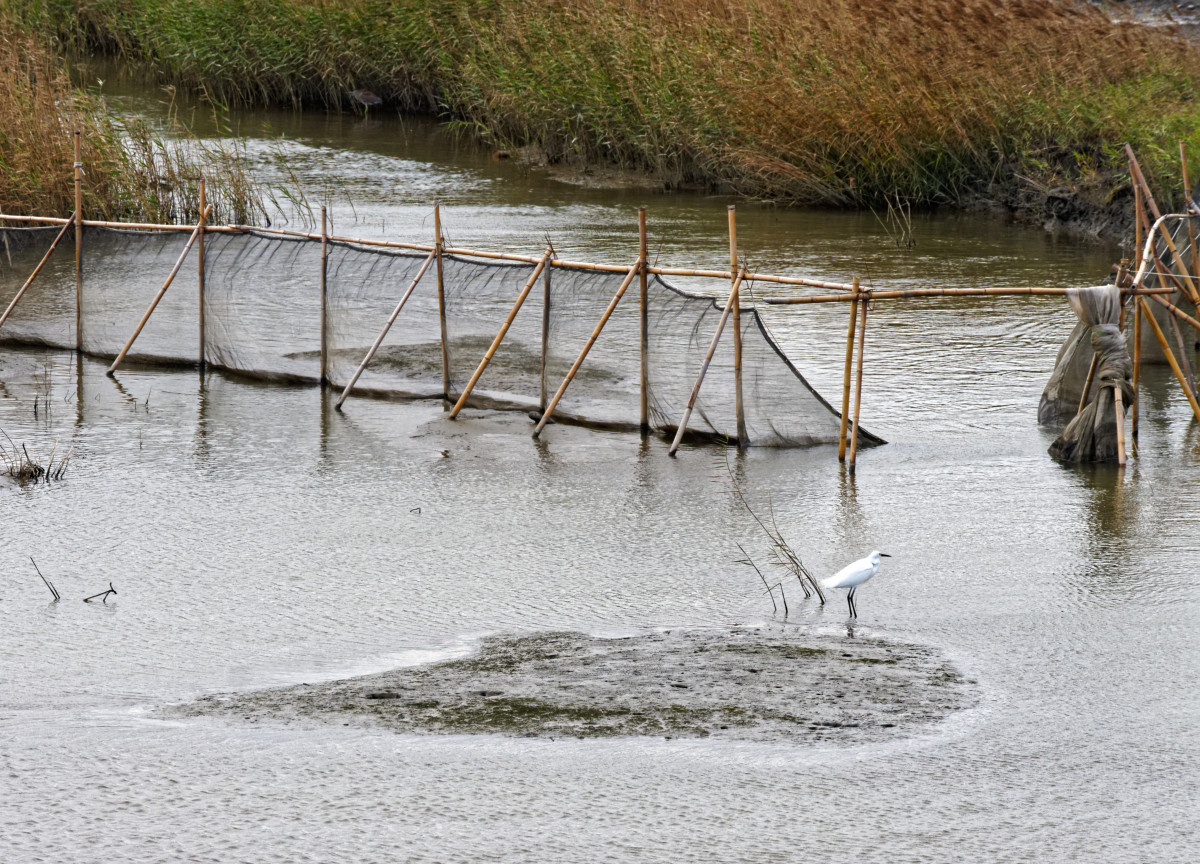 Gaomei wetlands