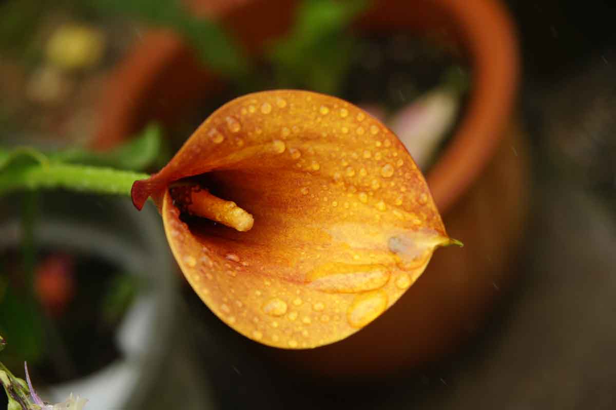 After the rain