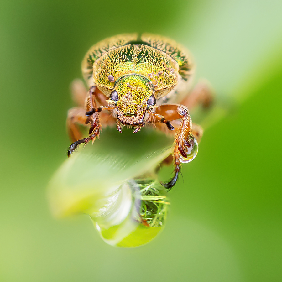 a tiny beetle, a rainy day, droplets and a blade of grass