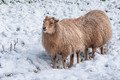 Eight-legged sheep for a Kiwi bloke ;)