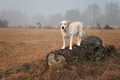 For Nick's Love of Labs