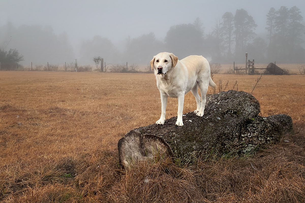 For Nick's Love of Labs