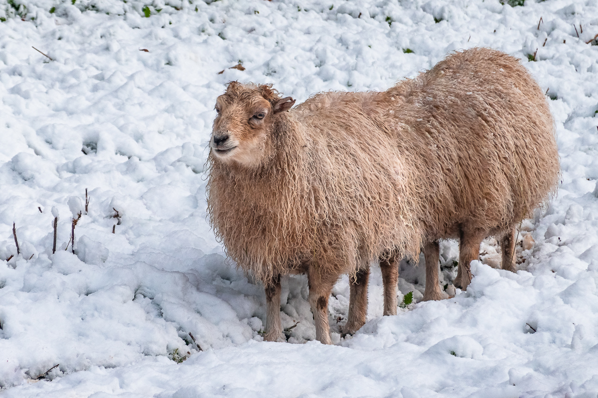 Eight-legged sheep for a Kiwi bloke ;)