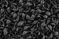 Conchiglie al nero di seppia