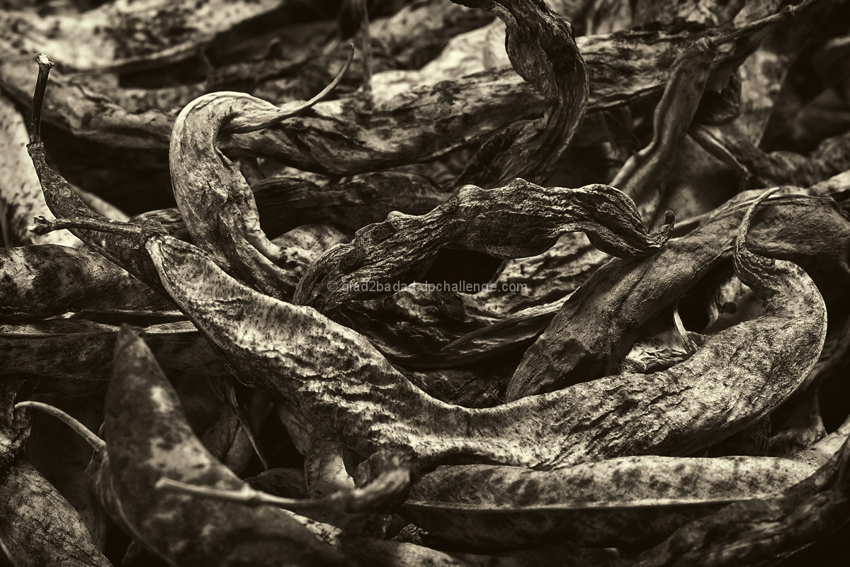Green Bean Seed Pods