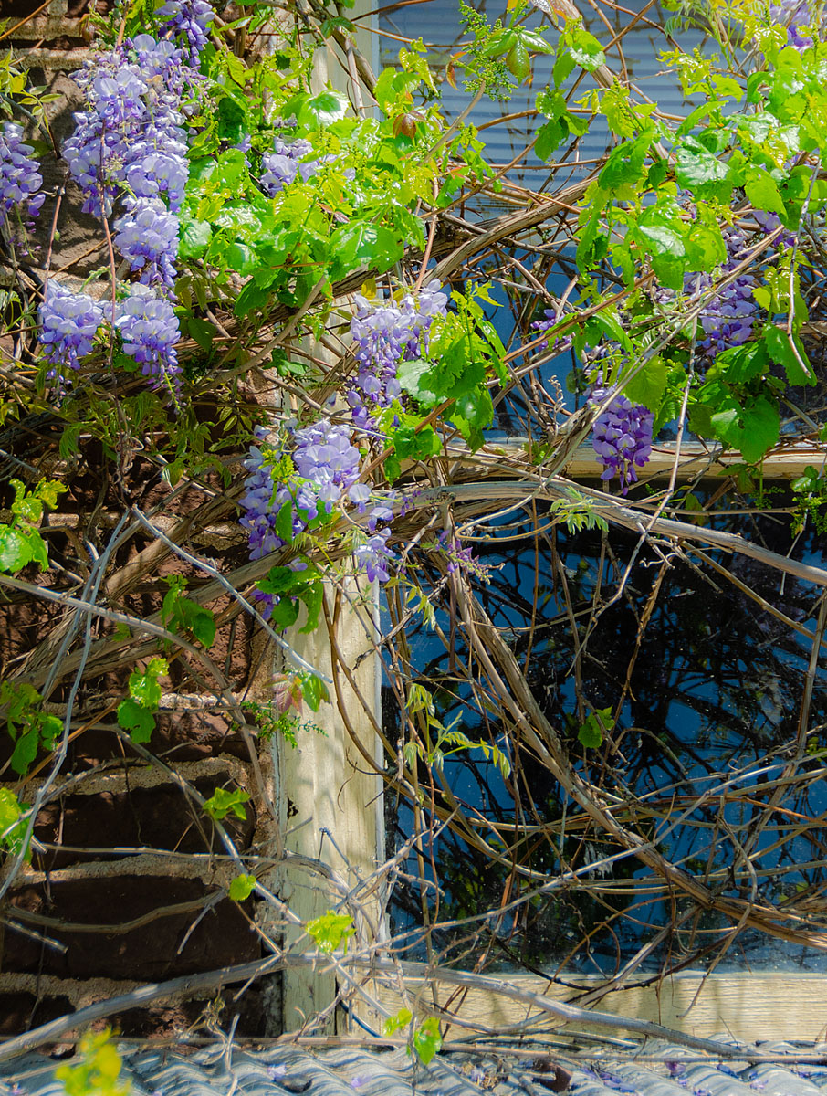 Glass, Wood, Metal, Stone.......Wisteria