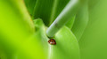 the world is a big place to a little ladybug