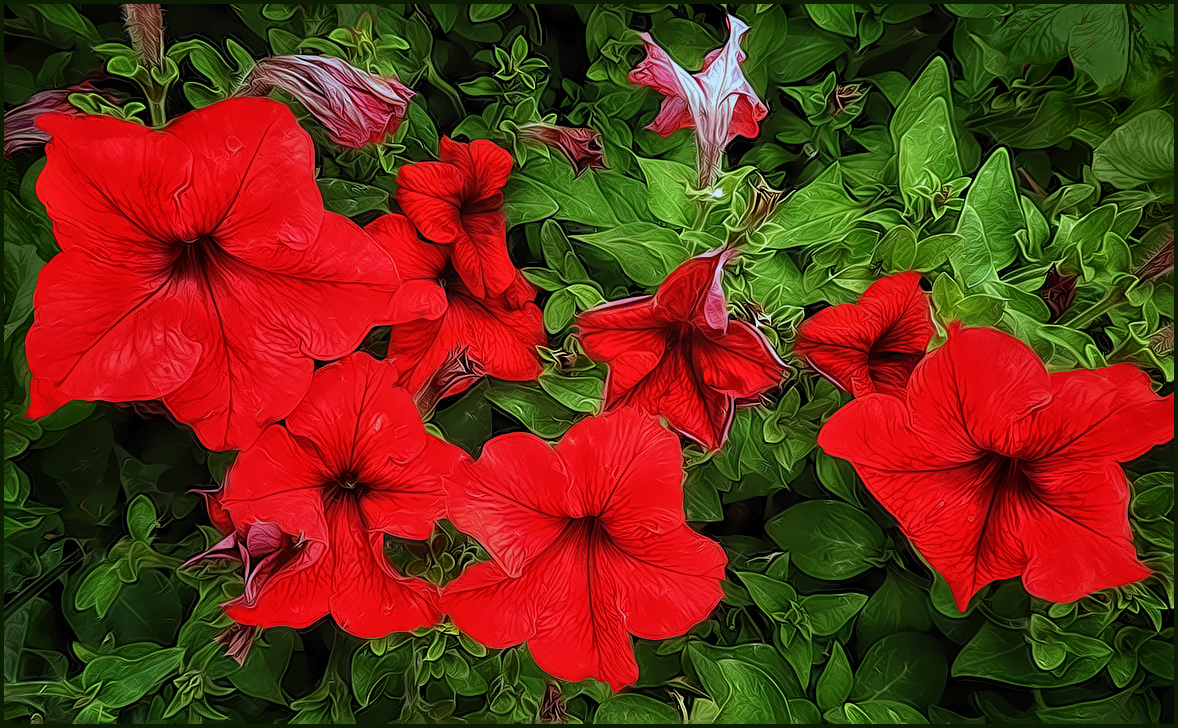 Christmas Petunias