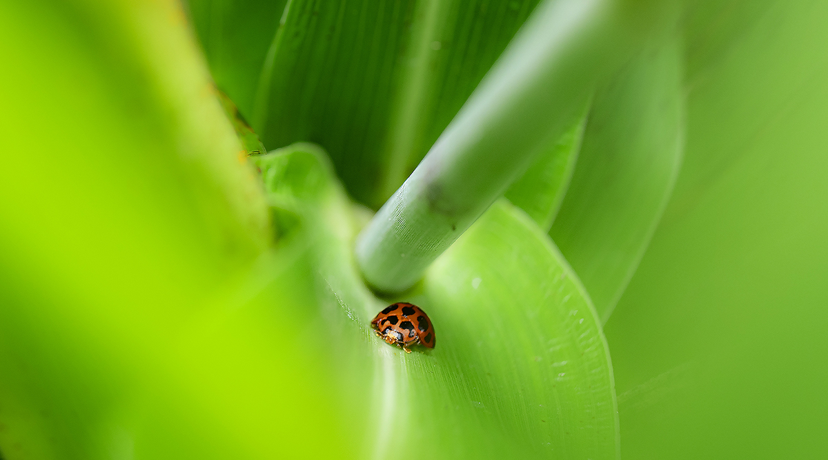 the world is a big place to a little ladybug