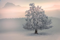 Winter Morning