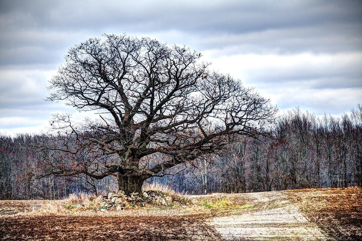 Mystical Old Oak Tree
