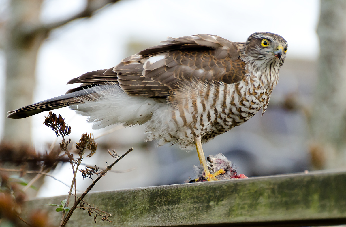 Sparrowhawk and sparrow