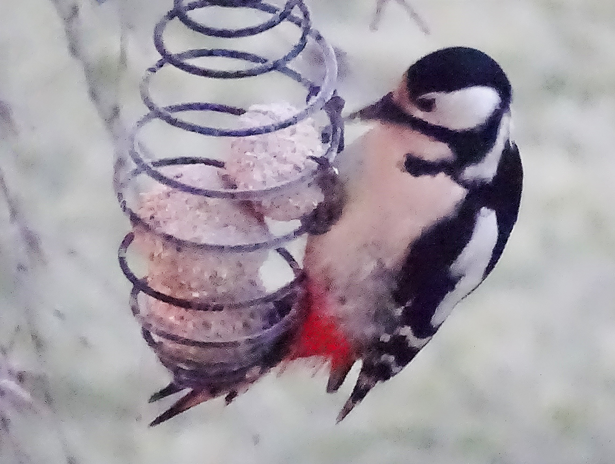 Chop Woodpecker