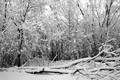 Heavy Snow - Tree vs Fence